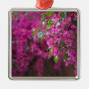 Buscar patios adornos Fotografía