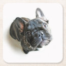 Buscar french bulldog posavasos Domestic animals