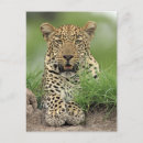 Buscar panthera Mirar la cámara