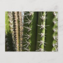 Buscar cactus del desierto postales Verde