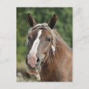 Buscar caballos rubios postales General y unisex