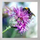 Buscar silbido posters Naturaleza