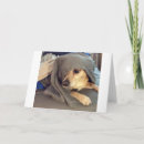 Buscar basenji tarjetas Para todos