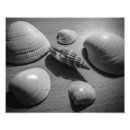 Buscar seashells fotografía Mar
