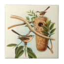 Buscar pájaros azulejos Árbol
