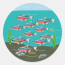 Buscar tetra Neón tetra