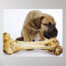 Buscar huesos posters Perro