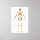Buscar 3d lienzos Fisiología
