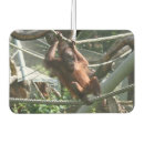 Buscar bebé orangutanes Primate