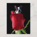 Buscar red rose postales Amor
