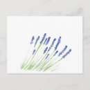 Buscar flores de la lavanda postales Floral