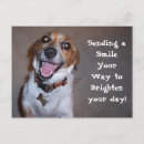 Buscar molly postales Perros