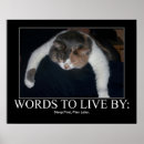 Buscar lol posters Gatos