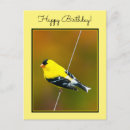 Buscar goldfinches Goldfino
