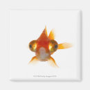 Buscar goldfish imanes Sealife
