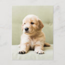 Buscar perro en el sofá postales Cachorro