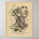 Buscar cuello humano posters Anatomía