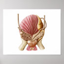 Buscar urinario posters Vesículas seminales