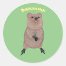 Buscar quokkas pegatinas Isla de rottnio