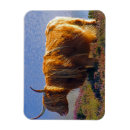 Buscar scotland imanes Altiplano