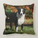 Buscar border collie cojines Pam
