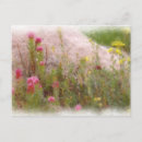 Buscar wildflowers postales Plantas