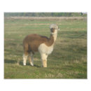 Buscar alpaca fotografía Animal