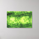 Buscar célula lienzos Biología