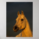 Buscar caballo árabe posters Animal