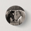 Buscar caballos chapas Fotografía