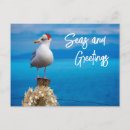 Buscar gaviotas postales Tropical