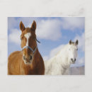 Buscar imágenes de caballos postales 6 º caballito
