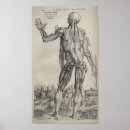 Buscar anatomy arte Bones