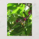 Buscar almuerzo postales General y unisex