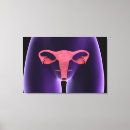 Buscar órganos reproductivos lienzos Oviducto