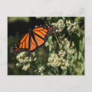 Buscar mariposa monarca postales 2 º garra
