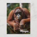Buscar orangután postales Sumatra