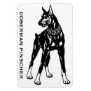 Buscar pinscher del doberman imanes Negro
