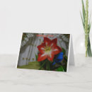 Buscar stargazer Flor