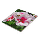 Buscar geranio azulejos Rojo