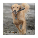 Buscar boca azulejos Animal