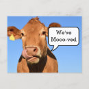 Buscar vaca postales tarjetas de mudanza casa