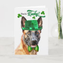 Buscar malinois belgas postales General y unisex
