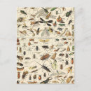 Buscar insectos postales Naturaleza