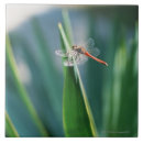 Buscar naturaleza azulejos Planta