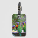 Buscar loros etiquetas para maletas Colorido