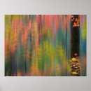 Buscar arce posters Arce de hojas grandes