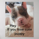 Buscar pitbull posters Cachorro