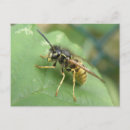 Buscar mosca horizontales postales Bichos