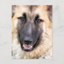 Buscar german postales Gsd